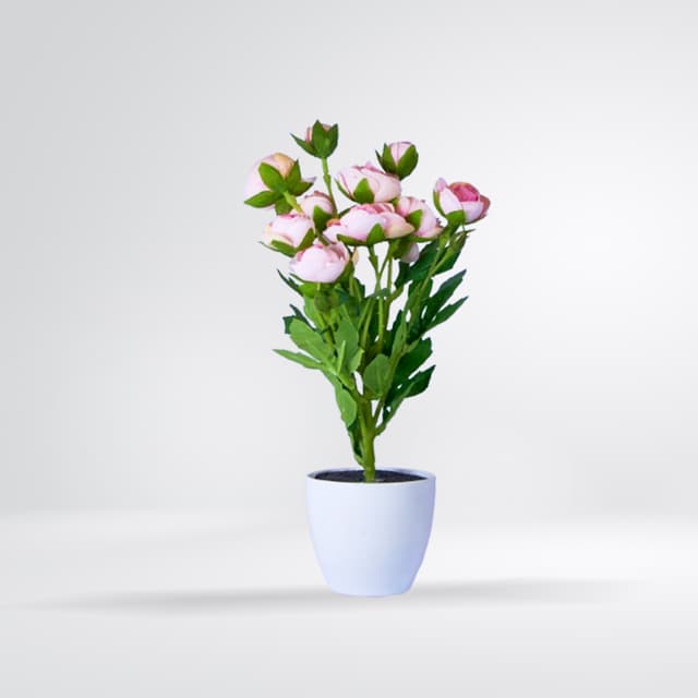 Bouquet pivoines roses en pot blanc
