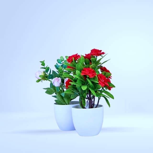 Duo petits rosiers rouge - rose en pots blancs